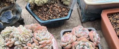 多肉小盆栽，治愈心灵的小确幸 - 今日头条