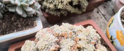 多肉小盆栽，治愈心灵的小确幸 - 图画吧TUHUABA