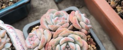 多肉小盆栽，治愈心灵的小确幸 - 图画吧TUHUABA