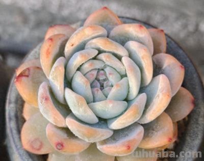 有些多肉品种，莫名就是喜欢，它们让我明白有些喜欢可以没有条件 - 今日头条