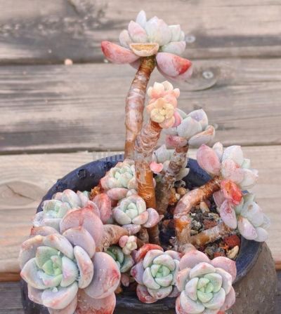 有些多肉品种，莫名就是喜欢，它们让我明白有些喜欢可以没有条件 - 图画吧TUHUABA