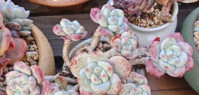 有些多肉品种，莫名就是喜欢，它们让我明白有些喜欢可以没有条件 - 图画吧TUHUABA