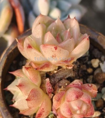 有些多肉品种，莫名就是喜欢，它们让我明白有些喜欢可以没有条件 - 图画吧TUHUABA