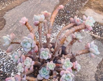 有些多肉品种，莫名就是喜欢，它们让我明白有些喜欢可以没有条件 - 图画吧TUHUABA