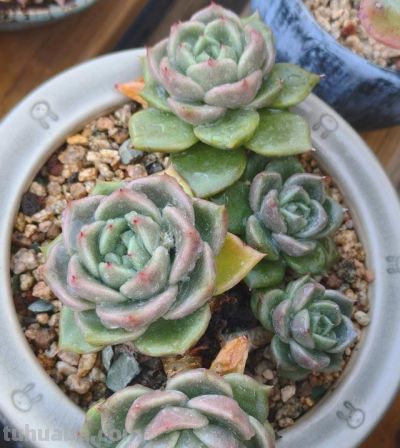 有些多肉品种，莫名就是喜欢，它们让我明白有些喜欢可以没有条件 - 图画吧TUHUABA