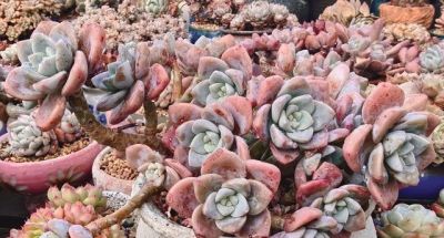 有些多肉品种，莫名就是喜欢，它们让我明白有些喜欢可以没有条件 - 图画吧TUHUABA