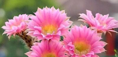 仙人球里的“开花劳模”！皮实好养，新手也能全年赏花 - 今日头条