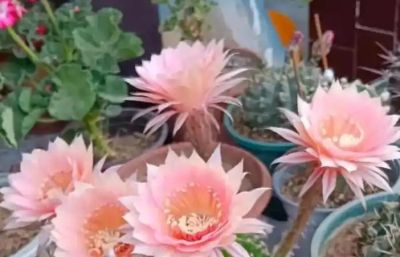 仙人球里的“开花劳模”！皮实好养，新手也能全年赏花 - 图画吧TUHUABA