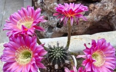 仙人球里的“开花劳模”！皮实好养，新手也能全年赏花 - 图画吧TUHUABA