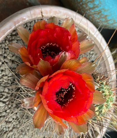 仙人球为什么要优选 - 今日头条