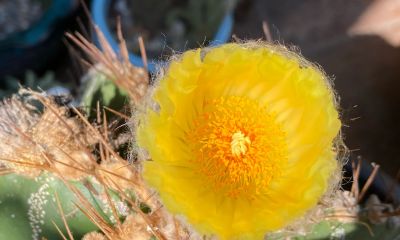 仙人球为什么要优选 - 图画吧TUHUABA