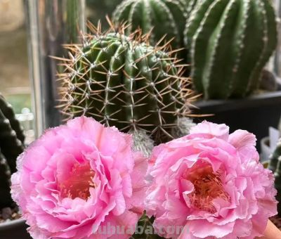 仙人球为什么要优选 - 图画吧TUHUABA