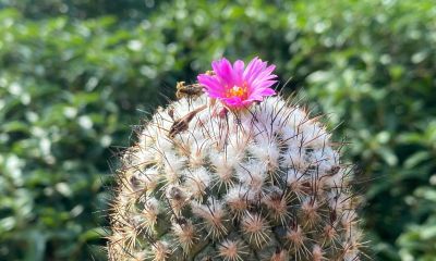 仙人球为什么要优选 - 图画吧TUHUABA