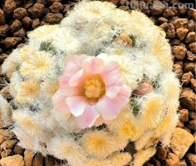 仙人球为什么要优选 - 图画吧TUHUABA