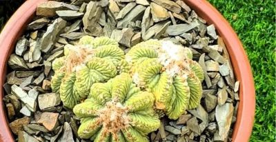 仙人球为什么要优选 - 图画吧TUHUABA