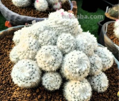 仙人球为什么要优选 - 图画吧TUHUABA