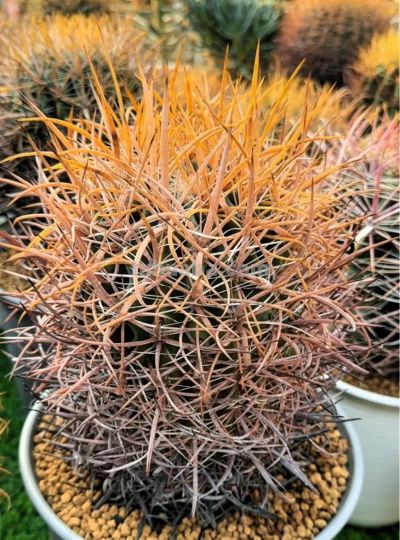 仙人球为什么要优选 - 图画吧TUHUABA