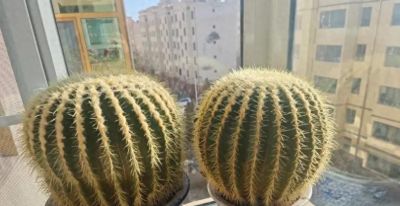 新手必养！金虎仙人球浇水口诀：夏不浇透冬不浇，轻松活过20年 - 今日头条