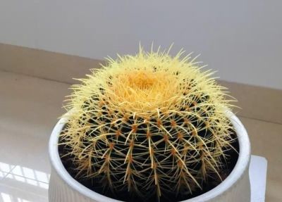 新手必养！金虎仙人球浇水口诀：夏不浇透冬不浇，轻松活过20年 - 图画吧TUHUABA