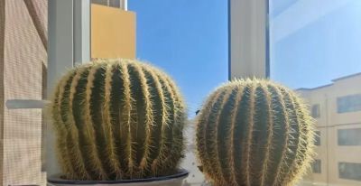 新手必养！金虎仙人球浇水口诀：夏不浇透冬不浇，轻松活过20年 - 图画吧TUHUABA