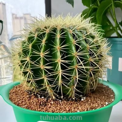 新手必养！金虎仙人球浇水口诀：夏不浇透冬不浇，轻松活过20年 - 图画吧TUHUABA