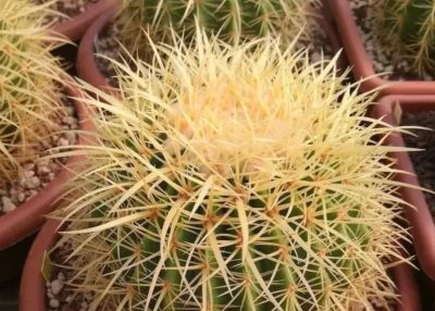 新手必养！金虎仙人球浇水口诀：夏不浇透冬不浇，轻松活过20年 - 图画吧TUHUABA