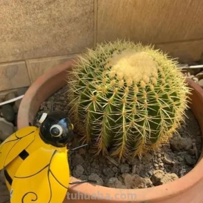 新手必养！金虎仙人球浇水口诀：夏不浇透冬不浇，轻松活过20年 - 图画吧TUHUABA