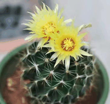 仙人球怎么养才会开花？ - 今日头条