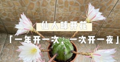 男子养10年的仙人球，开成“六亲不认”的样子，女子：成精无疑了 - 图画吧TUHUABA