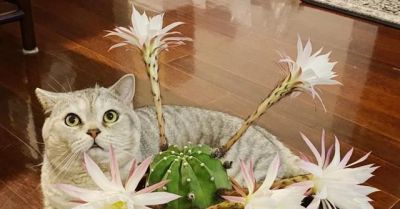 男子养10年的仙人球，开成“六亲不认”的样子，女子：成精无疑了 - 图画吧TUHUABA