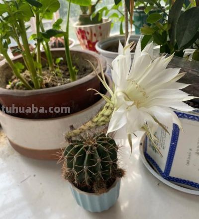 男子养10年的仙人球，开成“六亲不认”的样子，女子：成精无疑了 - 图画吧TUHUABA