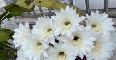 男子养10年的仙人球，开成“六亲不认”的样子，女子：成精无疑了 - 图画吧TUHUABA