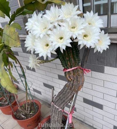 男子养10年的仙人球，开成“六亲不认”的样子，女子：成精无疑了 - 图画吧TUHUABA