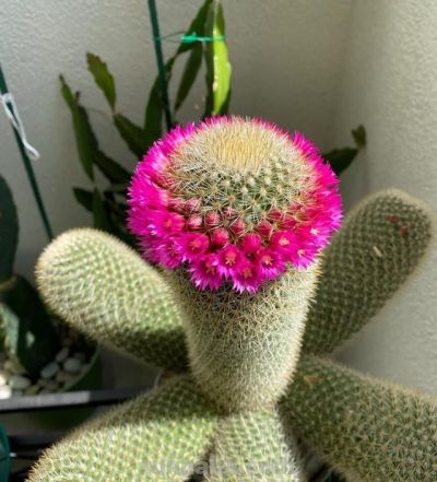 男子养10年的仙人球，开成“六亲不认”的样子，女子：成精无疑了 - 图画吧TUHUABA