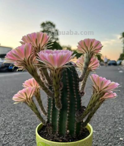 奶奶养的仙人球开成"花塔"，网友：这哪是仙人球，分明是来报恩的 - 图画吧TUHUABA