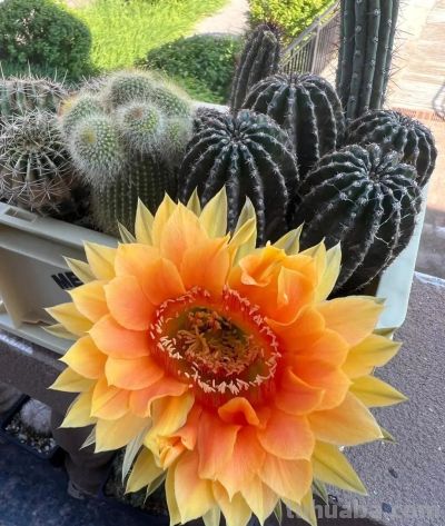 奶奶养的仙人球开成"花塔"，网友：这哪是仙人球，分明是来报恩的 - 图画吧TUHUABA