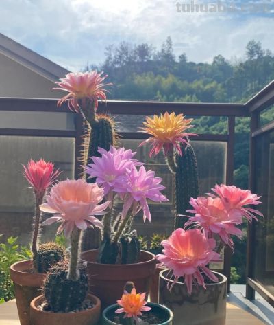 奶奶养的仙人球开成"花塔"，网友：这哪是仙人球，分明是来报恩的 - 图画吧TUHUABA