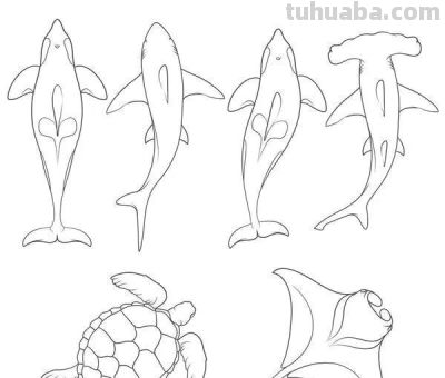 海洋动物简笔画线稿图 - 图画吧TUHUABA