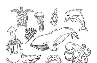 海洋动物简笔画线稿图 - 图画吧TUHUABA