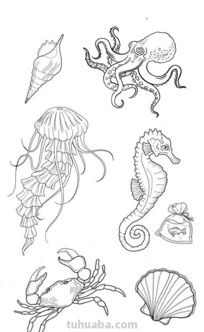 海洋动物简笔画线稿图 - 图画吧TUHUABA
