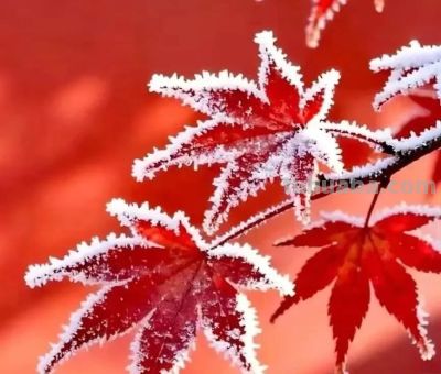 【我的拿手好戏——初中作文】李依轩《我的拿手好戏——画画》 - 图画吧TUHUABA