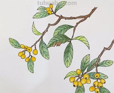 彩铅画分享 - 图画吧TUHUABA