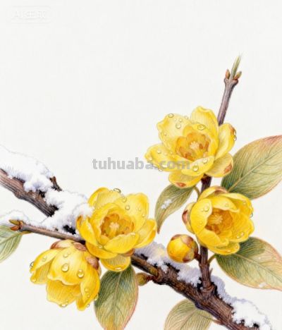 彩铅勾勒花间梦 绚烂绽放春意浓丨咖啡冰奶茶彩铅花卉图分享 - 图画吧TUHUABA