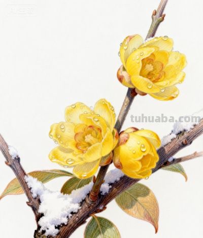 彩铅勾勒花间梦 绚烂绽放春意浓丨咖啡冰奶茶彩铅花卉图分享 - 图画吧TUHUABA