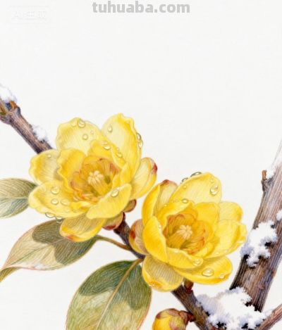 彩铅勾勒花间梦 绚烂绽放春意浓丨咖啡冰奶茶彩铅花卉图分享 - 图画吧TUHUABA