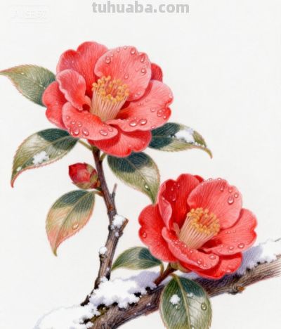 彩铅勾勒花间梦 绚烂绽放春意浓丨咖啡冰奶茶彩铅花卉图分享 - 图画吧TUHUABA