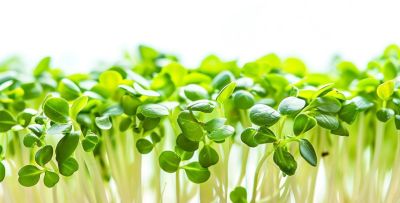 豆芽种植全攻略:家庭无土栽培,防烂芽 / 发苦 / 细弱高产技巧 - 今日头条 豆芽种植全攻略:家庭无土栽培,防烂芽 / 发苦 / 细弱高产技巧 - 图画吧TUHUABA