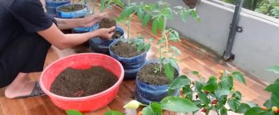 用废弃水桶在家种植番茄，不仅产量喜人，还非常有创意 - 图画吧TUHUABA