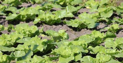 家庭种菜就选它！20天采收，好种好管产量高 - 图画吧TUHUABA