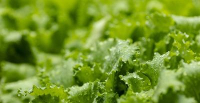 家庭种菜就选它！20天采收，好种好管产量高 - 图画吧TUHUABA